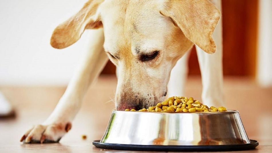 alimentos para las mascotas