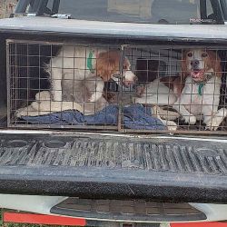 Transporte seguro de los canes en caniles adecuados.