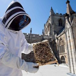 Joseph Priestley, apicultor de séptima generación y oficial de marketing de la Catedral de Ripon, inspecciona un marco de una de sus colmenas ubicadas en el techo de la Catedral de Ripon. OLI SCARFF / AFP. | Foto:AFP