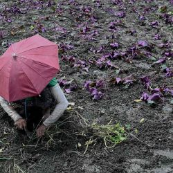Una mujer prepara la tierra para la agricultura en Cavite. Jam Sta Rosa / AFP. | Foto:AFP