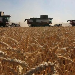 Los agricultores cosechan trigo en la región del sur de Rostov en el este de Ucrania. Stringer / AFP. | Foto:AFP