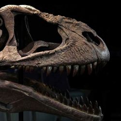 Vista de una réplica del fósil de un Meraxes Gigas, un dinosaurio carnívoro gigante recientemente descubierto, en la Universidad de Maimónides en Buenos Aires. Luis Robayo / AFP. | Foto:AFP