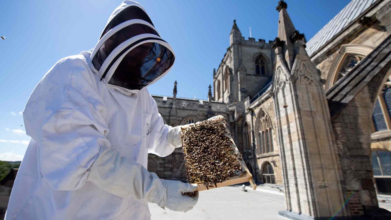 Joseph Priestley, apicultor de séptima generación y oficial de marketing de la Catedral de Ripon, inspecciona un marco de una de sus colmenas ubicadas en el techo de la Catedral de Ripon. OLI SCARFF / AFP. | Foto:AFP