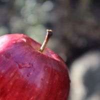 Nutrir y depurar es la clave