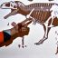 New giant dinosaur predator discovered in Patagonia
