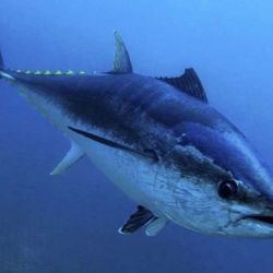 La gran criatura acuática fue identificada como un atún rojo del Atlántico, especie en peligro de extinción y el más grande de su tipo, según WWF (World Wide Fund for Nature). 