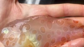 Su característica más llamativa está dada por su cuerpo transparente de tono rojizo