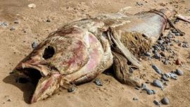 La gran criatura acuática fue identificada como un atún rojo del Atlántico, especie en peligro de extinción y el más grande de su tipo, según WWF (World Wide Fund for Nature).