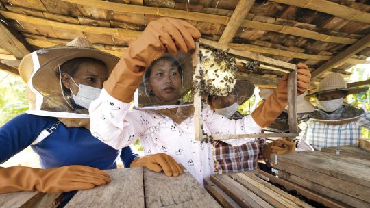 Conocé este proyecto de conservación de abejas amadrinado por Angelina Jolie