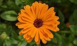 Conocé la flor que ayuda a producir colágeno y reparar la piel