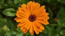 Conocé la flor que ayuda a producir colágeno y reparar la piel