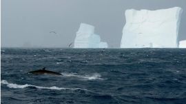 El regreso en gran número fue celebrado por los científicos.