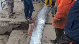 En Japón está asociado con malos acontecimientos.