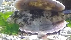 El acuario de la marplatense Natalia Mancuello trata de preservar, mantener y devolver a su hábitat de la Costa Atlántica a muchos preciados ejemplares.