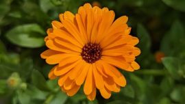 Conocé la flor que ayuda a producir colágeno y reparar la piel
