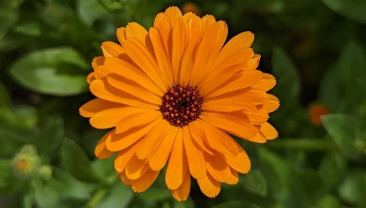Conocé la flor que ayuda a producir colágeno y reparar la piel