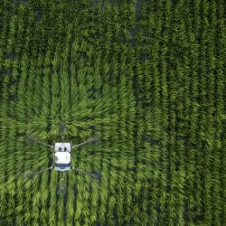 Imagen de un drón realizando trabajo agrícola en un campo de arroz en la aldea de Dujiazhuang, en la región autónoma de la etnia uygur de Xinjiang, en el noroeste de China. | Foto:Xinhua/Wang Fei