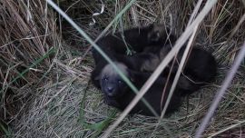 La noticia fue recibida con gran alegría por los especialistas.