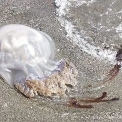 Las gigantescas medusas causaron temor entre los bañistas.