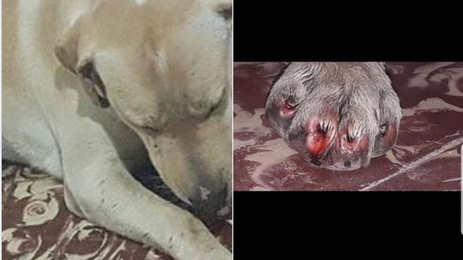 Perros mutilados 20220715