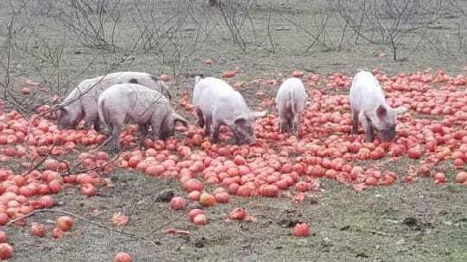 Productores tiran el tomate a las vacas y chanchos 20220715