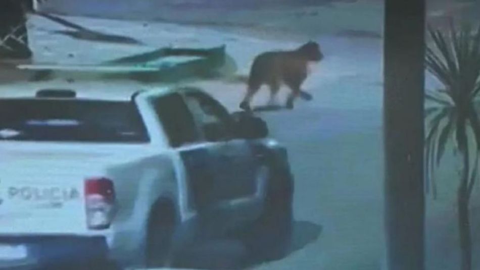 Pumas en Villa Gesell