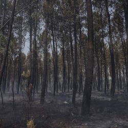 Esta foto muestra árboles quemados tras un incendio forestal cerca de Louchats, en Gironda, suroeste de Francia. | Foto:THIBAUD MORITZ / AFP
