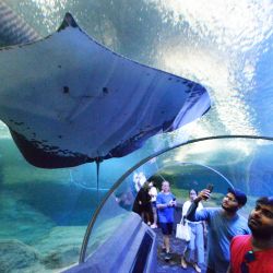 Turistas visitan el Mundo Submarino de Pattaya, en la provincia de Chonburi, Tailandia. | Foto:Xinhua/Rachen Sageamsak