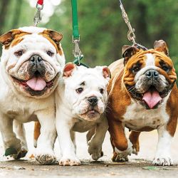 Bulldog ingés | Foto:Shutterstock
