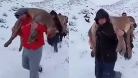 En Neuquén está prohibido la caza de pumas.