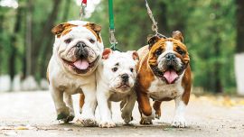 Bulldog inglés: una raza en crísis
