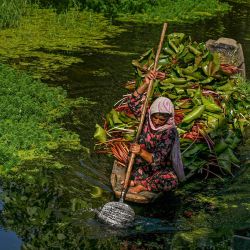 Una mujer lleva raíces de loto para ser usadas como alimento para el ganado en un bote mientras conduce por los canales interiores del lago Dal en Srinagar, India. | Foto:TAUSEEF MUSTAFA / AFP