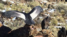 El mágico encuentro tuvo lugar en el pueblo de Butalón Norte.