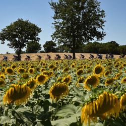 El pelotón de ciclistas pasa junto a campos de girasoles marchitos durante la 15ª etapa de la 109ª edición de la carrera ciclista Tour de Francia, de 202,5 km entre Rodez y Carcassonne, en el sur de Francia. | Foto:MARCO BERTORELLO / AFP