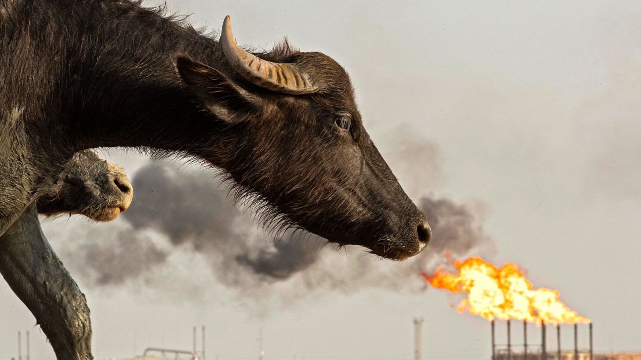 Un búfalo es fotografiado frente al yacimiento petrolífero de Nahr Bin Omar, en la provincia meridional iraquí de Basora. | Foto:Hussein Faleh / AFP