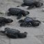 2007_tortugas