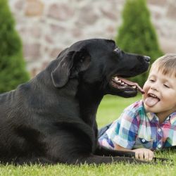 Algunos niños con autismo u otras dificultades de aprendizaje pueden interactuar mejor con las mascotas que con las personas, 
