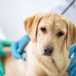 Altamente contagiosa del tracto respiratorio, la tos de las perreras es otra de las enfermedades más frecuentes que afecta a los perros. 