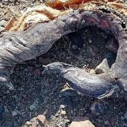 Se trataría de una morena. Pero la turista Jud halló los restos a más de 12 metros tierra adentro, fuera del alcance de las olas, lo que acrecienta el misterio.