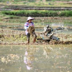 Una agricultora trabaja en un campo de arroz, en la aldea de Longkou, en la región autónoma de la etnia zhuang de Guangxi, en el sur de China. | Foto:Xinhua/Zhang Ailin