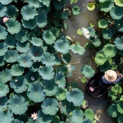 Vista aérea de agricultores cosechando flores de loto y vainas de semillas, en la aldea de Quanxin, en el este de China. Los agricultores locales han aumentado sus ingresos gracias a los productos agrícolas cultivados en los estanques de loto. | Foto:Xinhua/Xu Yu