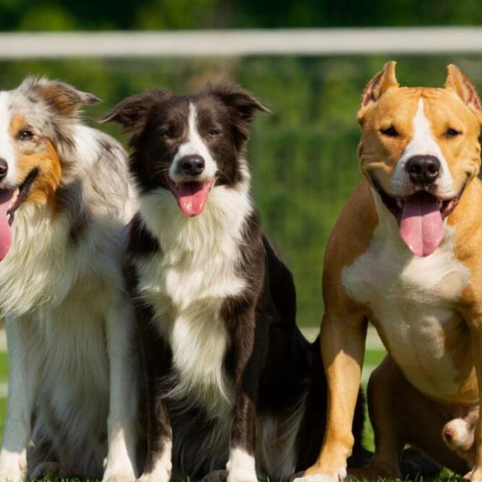 border collie está enfermo con una enfermedad infecciosa
