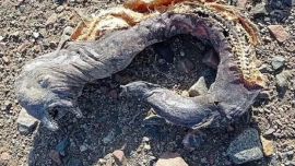 Se trataría de una morena. Pero la turista Jud halló los restos a más de 12 metros tierra adentro, fuera del alcance de las olas, lo que acrecienta el misterio.