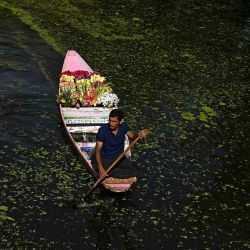Un hombre lleva flores en un barco que navega por los canales interiores del lago Dal en Srinagar, India. | Foto:TAUSEEF MUSTAFA / AFP