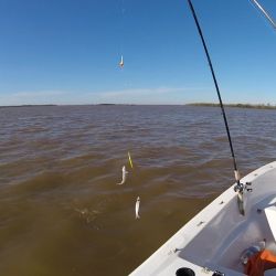 Excelente rendimiento de las mojarras vivas y filet de sardinas salados. El sol de frente molestó bastante pero en compensación el viento fue el ideal para desplazarse sin ancla. 