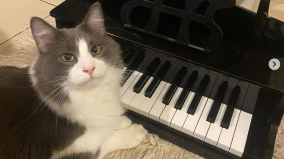 Limón, el gato pianista