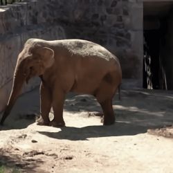 Kenia se va a unir a las elefantas Pocha, Guillermina y Mara en el Santuario de Elefantes de Brasil (SEB).