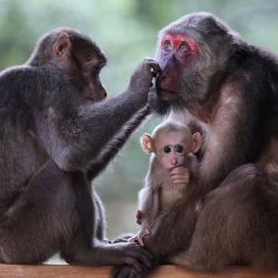 Imagen de macacos tibetanos en el Parque Nacional de Wuyishan, en la provincia de Fujian, en el sureste de China. El número de macacos tibetanos salvajes ha aumentado en el parque, gracias a una mayor protección ecológica y a una mayor conciencia sobre la protección del medio ambiente. | Foto:Xinhua/Jiang Kehong