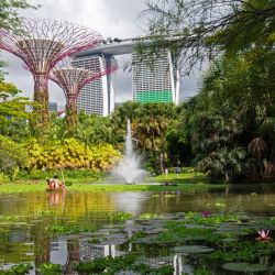 Trabajadores remueven el exceso de jacinto de agua en un estanque en Jardines de la Bahía, en Singapur, capital de Singapur. | Foto:Xinhua/Then Chih Wey