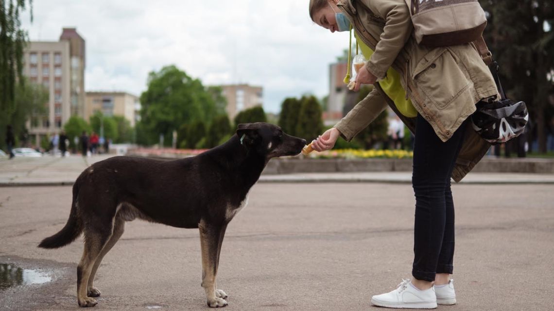 Día Internacional Del Perro Callejero Por Qué Se Conmemora Y Cuál Es La Situación En Argentina 2520